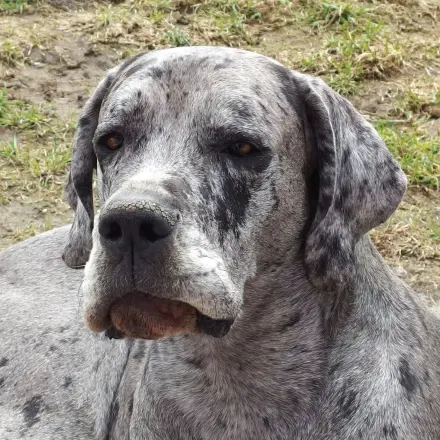 Hundehaare im Auto mit Klebeband entfernen