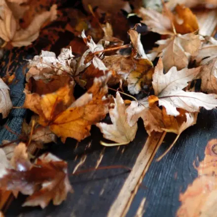 Zeit und Kraft sparen beim Laubharken und -fegen