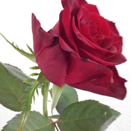 Rosen frisch halten mit Eiswasser