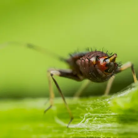 Mit Zitronenwasser gegen Springschwänze in der Blumenerde
