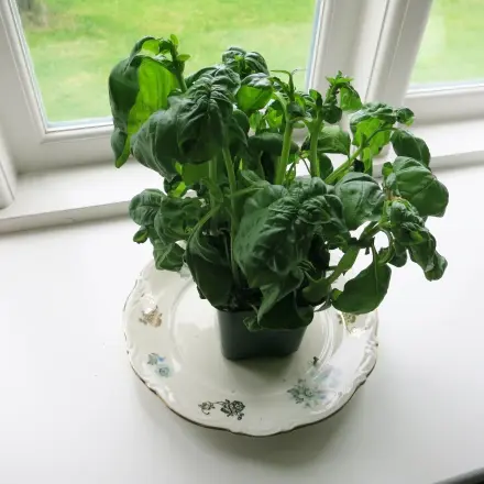 Kräuter im alten Römertopf züchten