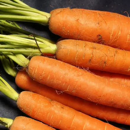 Bundmöhren halten länger