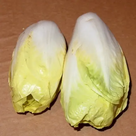 Gebratener Chicoree
