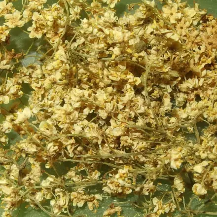 Holunderblütentee gegen Husten