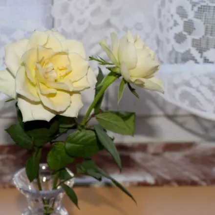 Rosen frisch halten mit Zeitungspapier