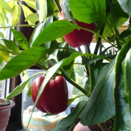 Super einfache Pflanze: Paprika