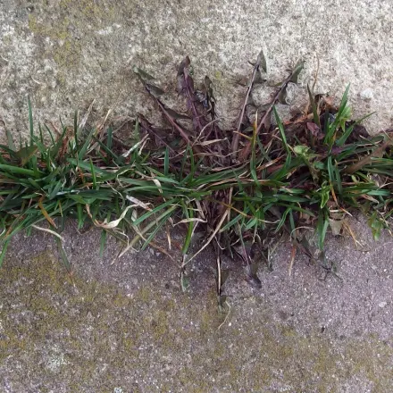 Unkraut, Ameisen, Regen schaden den Platten- & Pflasterfugen