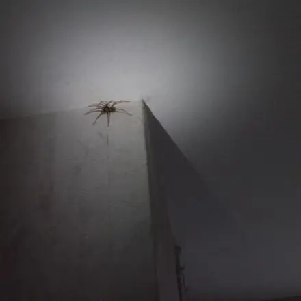 Spinnenfang mit Licht