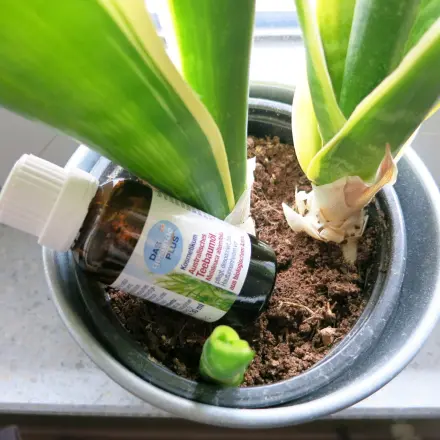 Teebaumöl gegen lästige Fliegen