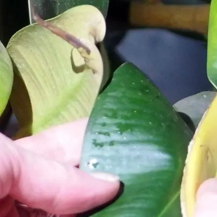 Gummibäume mit Bananenschalen pflegen