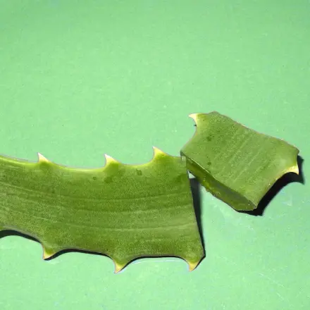 Aloe Vera bei Sonnenallergie