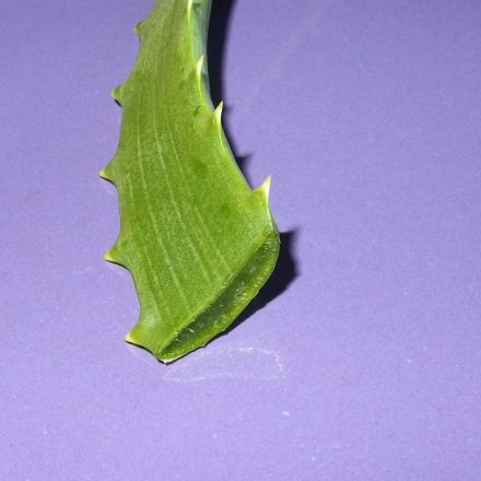 Aloe Vera für die Haare