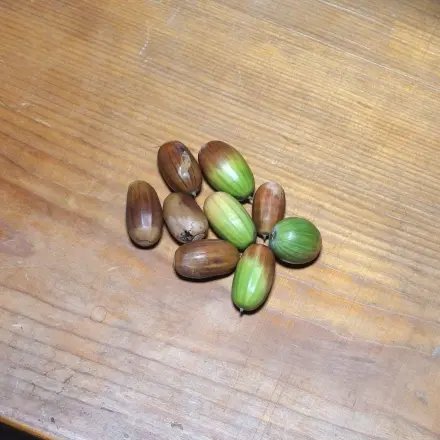 Holzwürmer in Möbeln wirksam bekämpfen