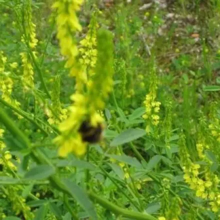Steinklee-Tee gegen aufgequollene Augen am Morgen