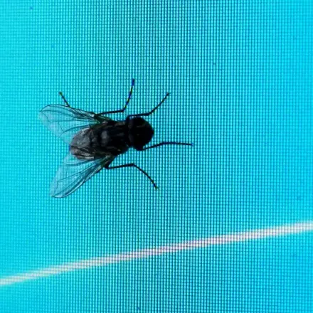 Insektenschutz am Fenster