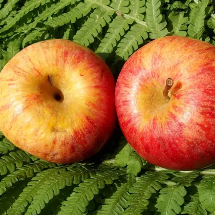 Farnkraut gegen Fäulnis