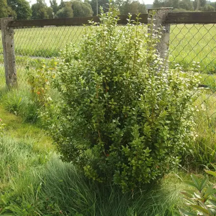 Wasser sammeln für den Garten