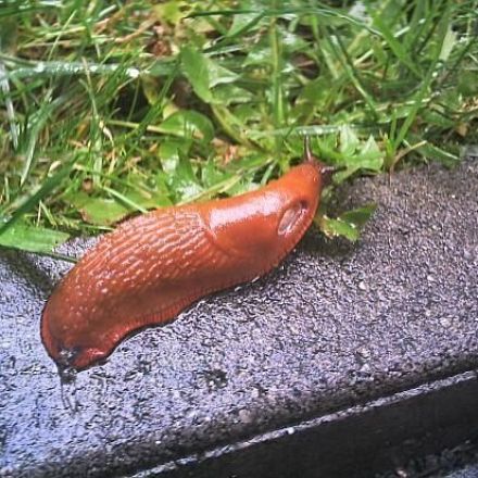 Nacktschnecken eindämmen