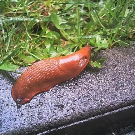 Nacktschnecken eindämmen