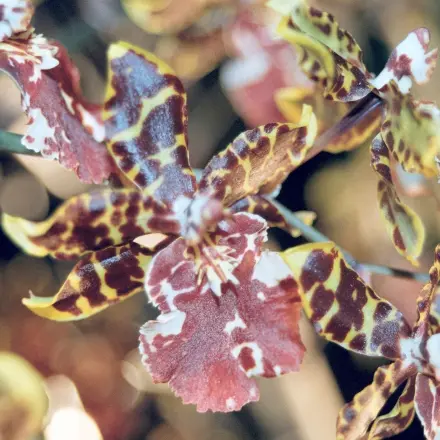 Preiswerte Orchideenerde