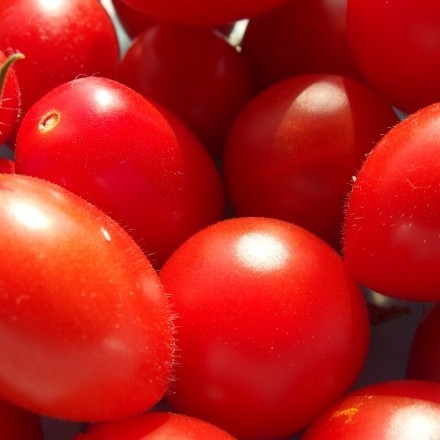 Tomaten im Backofen mit Puderzucker trocknen