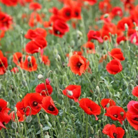 Mohnblume hält in der Vase