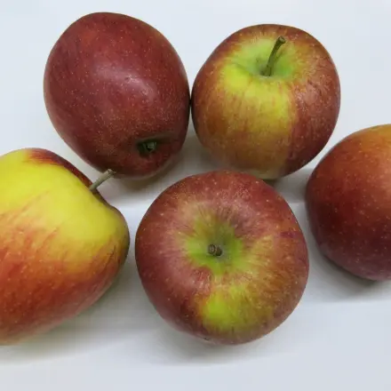 Geriebener Apfel im Rührteig verhindert Trockenheit