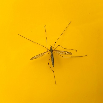 Einzelne Mücken ohne Flecken "beseitigen"