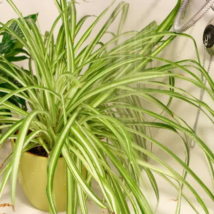 Was Pflanzen mögen: Duschen