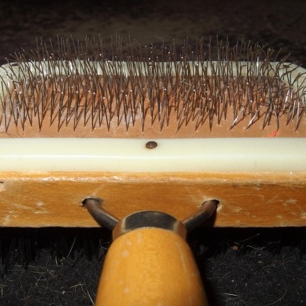 Hundehaare aus Teppich mit Hundezupfbürste entfernen