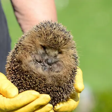Junge Igel
