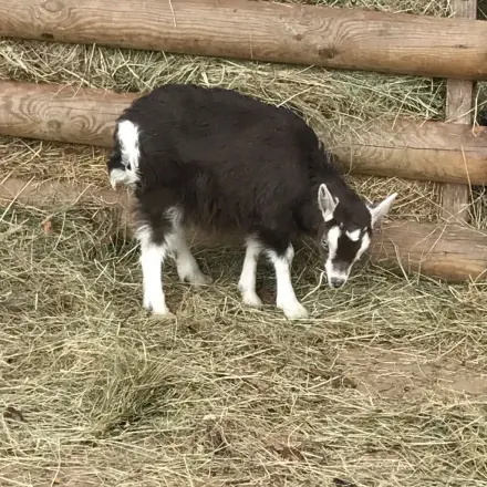 Hilfe bei Neurodermitis