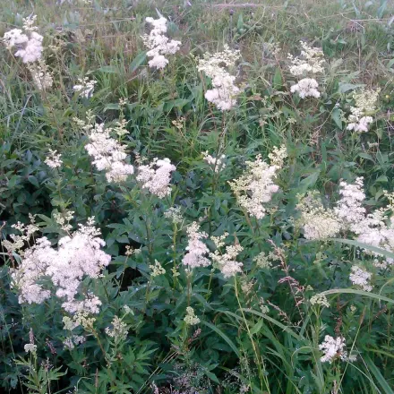Wildkräuter am Vormittag sammeln