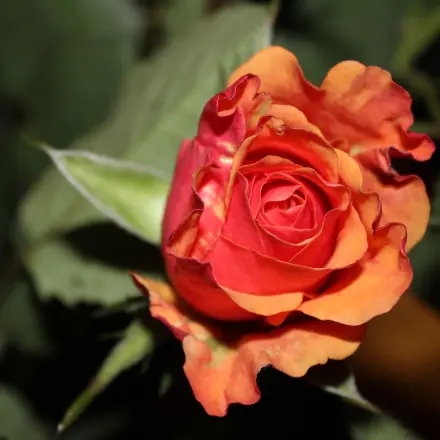 Rhabarberbrühe gegen Läuse auf Rosen