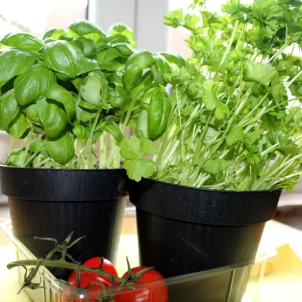 Plastikschälchen von Cocktail-Tomaten nicht wegwerfen