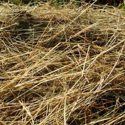 Gräser für Nagetiere trocknen