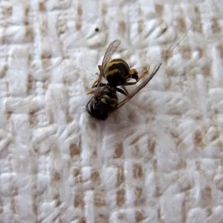 Salmiakgeist gegen Wespen