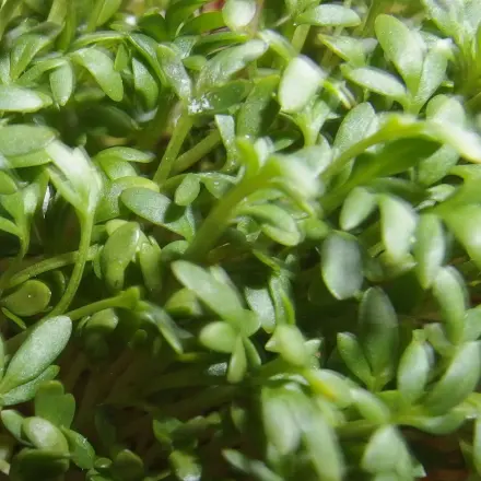 Kräuter züchten in Kaffee-Pappbechern