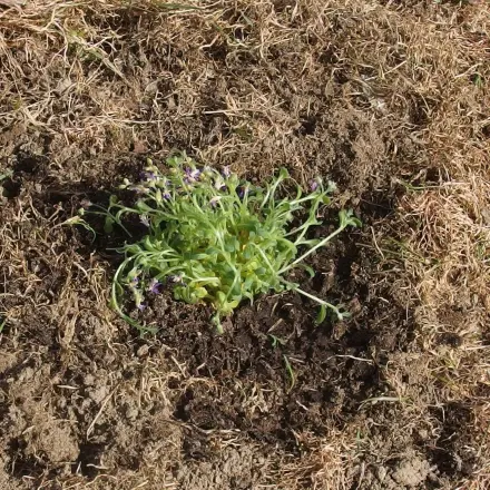 Saubere Fingernägel nach der Gartenarbeit