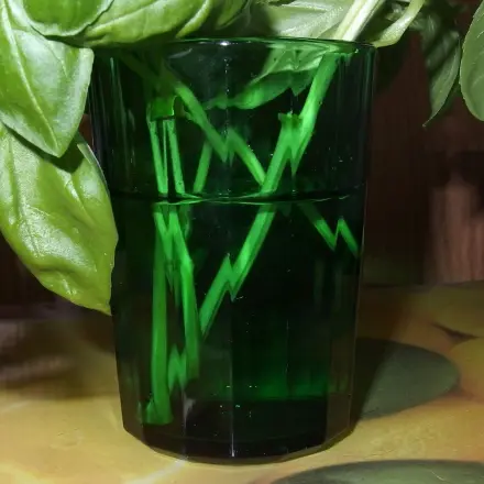 Schlappe Kräuter in Zuckerwasser stellen