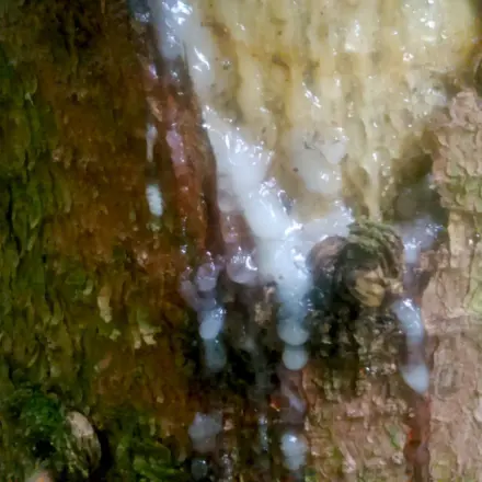 Harzflecken mit Terpentinöl entfernen