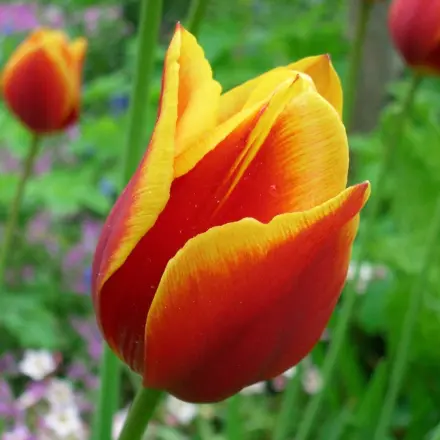 Geschimmelte Tulpen