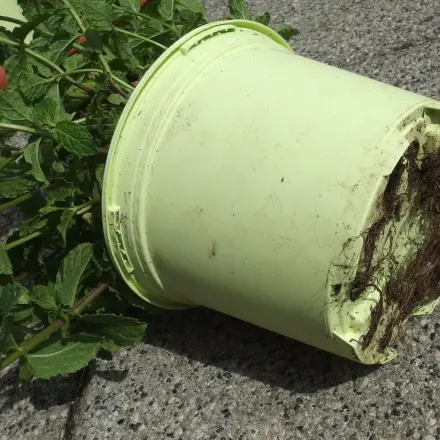 Eingrenzen der Minze im Garten