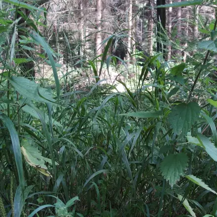 Durch Brennnesseln laufen