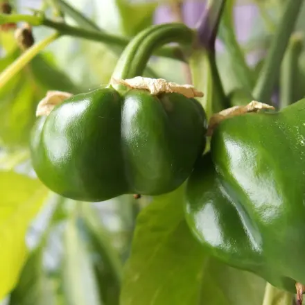 Wilde Kaninchen aus Gemüsegarten vertreiben