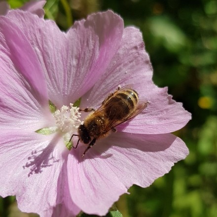Soforthilfe bei Bienen- oder Wespenstich für unterwegs