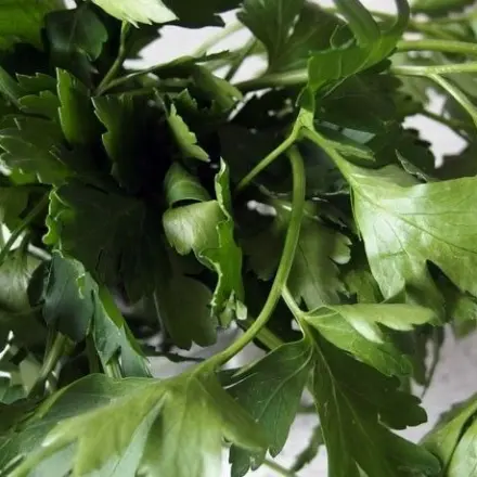 Kreislauftrunk aus Petersilie