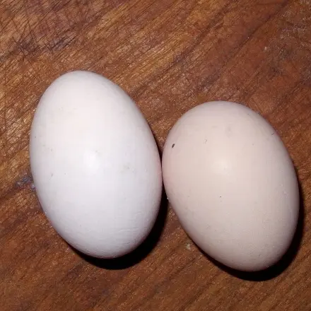 Ei kochen mit gewünschter Viskosität