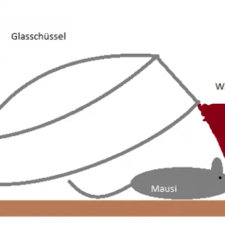Lebend-Mausefalle