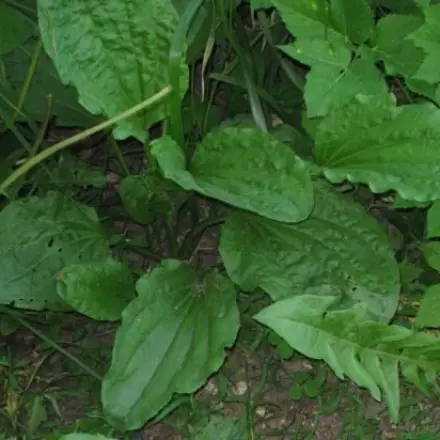 Brennnessel brennen: mit Breitwegerich bekämpfen